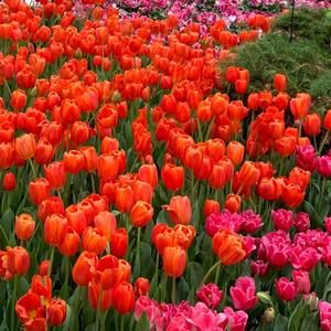 Meet your Posher, Maryanoosh